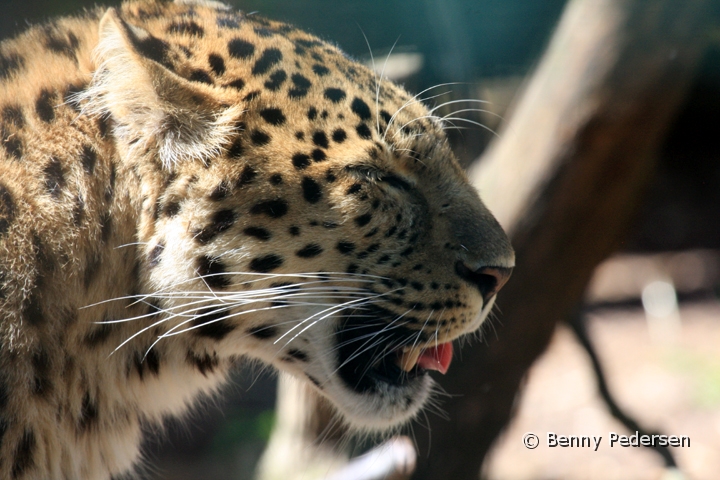 amurleopard IMG_5412.jpg - Amurleopard  (Panthera pardus orientalis) 